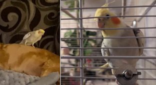 Папуга, який зник на пару місяців, повернувся до господині (4 фото + 1 відео)