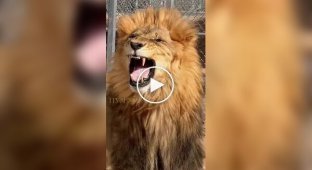 Lion tries salad for the first time