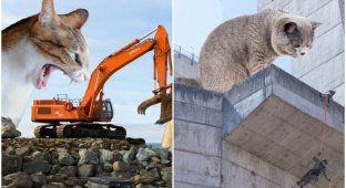 Engineers released a calendar for 2023 with giant cats (14 photos)