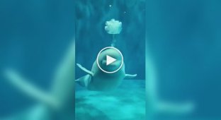Beluga whales are still funny