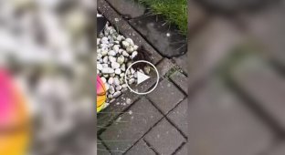 Как поляк крота повстречал
