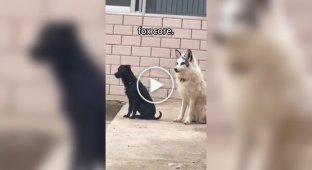 Забавные и счастливые лисицы