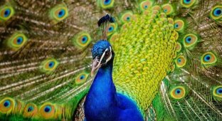 Sexual dimorphism: several interesting examples of differences between the sexes in nature (7 photos)