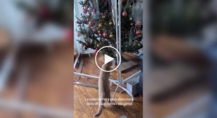 Кот и новое защитное ограждение елки