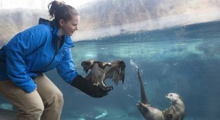 Зоопарки и океанариумы делятся снимками своих питомцев (27 фото)
