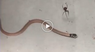 Ядовитый паук против змеи