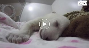 Спящий белый медвежонок