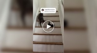 A cat tried to teach a cub to use stairs