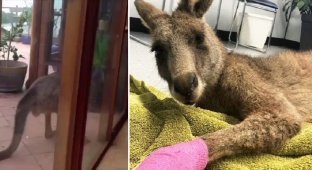 В Австралии кенгуру запрыгнул в окно дома, запаниковал и начал всё крушить (5 фото)