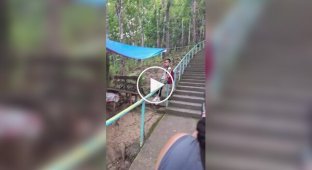 Лестница в лесу