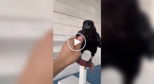 A raven cleans berries