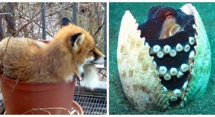 22 очаровательных создания, которые способны с комфортом разместиться где угодно (23 фото)