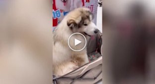 Кот спрятался в шерсти пса