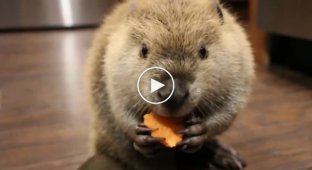 A beaver eats carrots and talks sweetly in captivity, a beaver eats carrots, a beaver talks, a river beaver