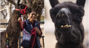 Lama from New Mexico became the new record holder (9 photos + 1 video)