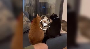 Excessive love of cats for dogs