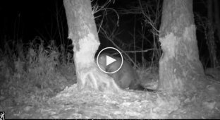 Beaver felling a tree at night