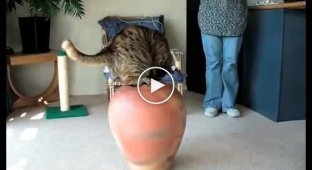 Толстый кот пытается залезть в вазу