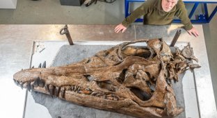 In the UK, paleontologists found the skull of a “sea tyrannosaurus” (6 photos)