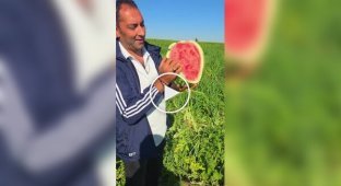 Спелый и сочный арбуз
