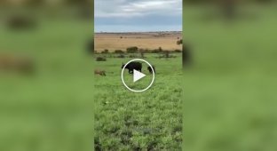 Буйвол вступил в бой против целого прайда львов и победил