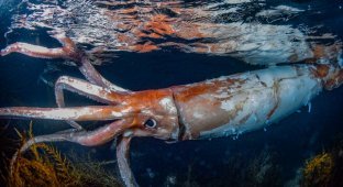 Interesting facts about giant squids (9 photos)