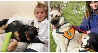 20 dogs that surprised people with their heroic deeds (21 photos)