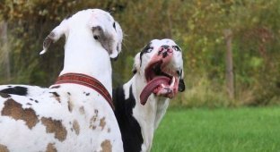 Немецкий дог Мутка: самый эмоциональный пёс в мире (15 фото)