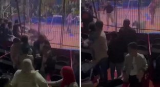 A Tiger Bit Off a Circus Worker's Hand During a Performance in Egypt (1 photo + 2 videos)