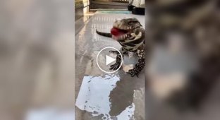 The lizard wants to eat a tomato