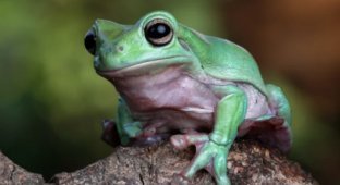 Жаби - це нові ліки від раку? (Фото)