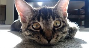 Need a Laugh? You Have to See These Adorable Animals (21 Photos)