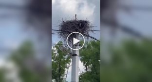 Люди кормят рыбой одинокую птицу, которая высиживает яйца