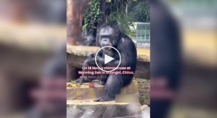 В китайском зоопарке шимпанзе наказали за курение