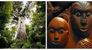 Тані Махута: стародавній володар лісу (9 фото)
