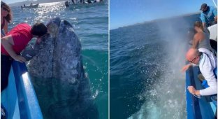 В Мексике огромный кит подплыл прямо к туристам (7 фото + 1 видео)