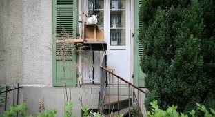 Cat ladders in Switzerland (8 photos + video)