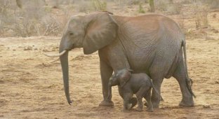 Люди спасли дикую слониху, и спустя года она привела к ним познакомиться своих слонят (2 фото)