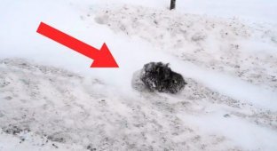 Everyone avoided this frozen ball of fur. Only this man stopped