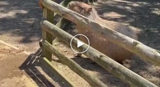Beauty and Grace: Capybara Leap