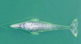 Whales in the ocean have become impoverished: why the bodies of sea giants have shrunk over the past 20 years (4 photos)