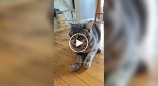 Жінка причепила мікрофон до своєї норовливої ​​кішки.