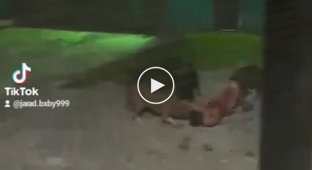 Three dogs undress the robber or they have a new toy