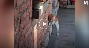 Свежий бетон оказался слишком сильным искушением для кота