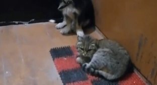 Кот и пес обрели новый дом спустя два года после смерти хозяев (4 фото + 2 видео)