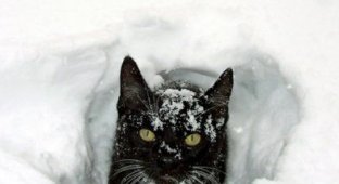  Коты и снег (22 Фото)