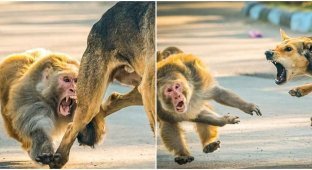 A wild monkey decided to attack a dog - but regretted it (7 photos)