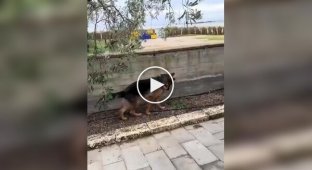 Моторошне відео: вівчарка підчепила величезного кліща