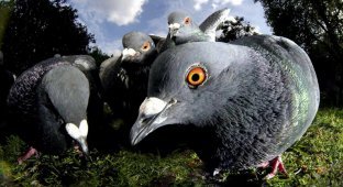 The winged horde, or in which cities there are so many pigeons that it is forbidden to feed them (5 photos)