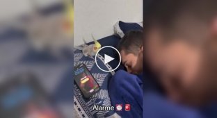 Пернатый будильник